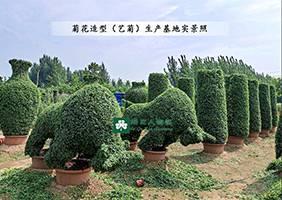 造型菊基地之菊花造型